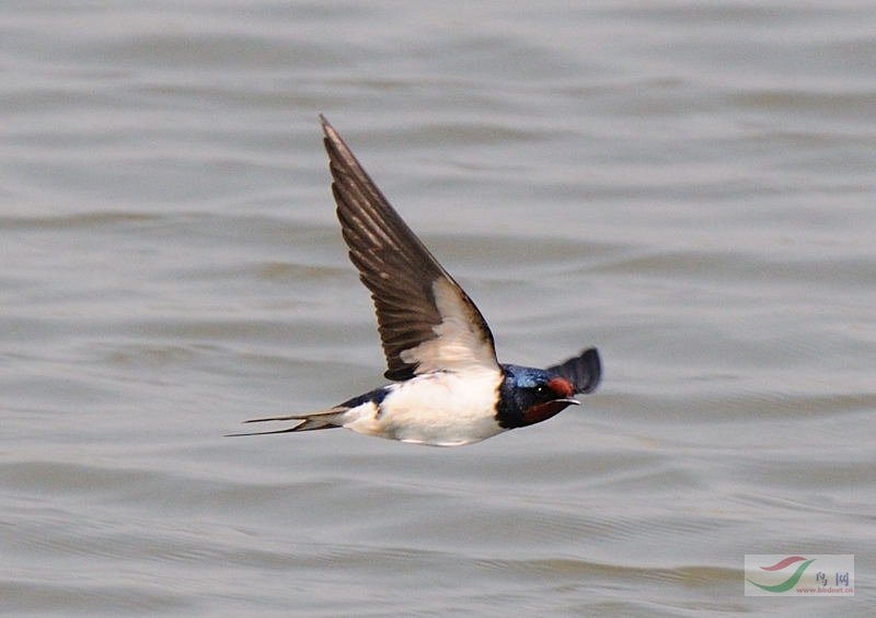 燕子在屋里飞不出去怎么办 47d0739453acd.jpg