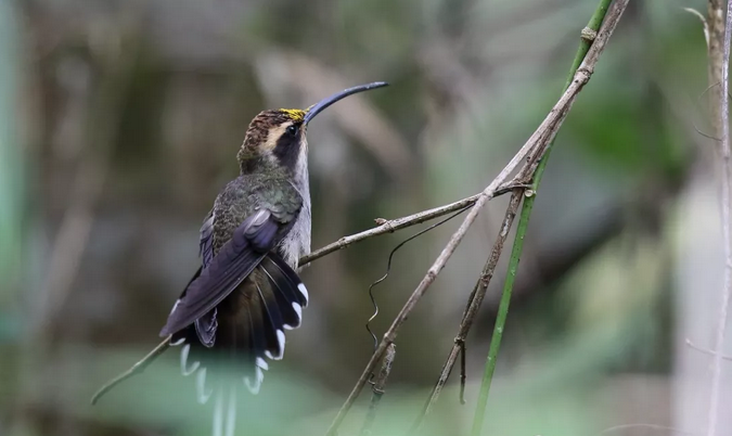 1549849837655114.png image.png