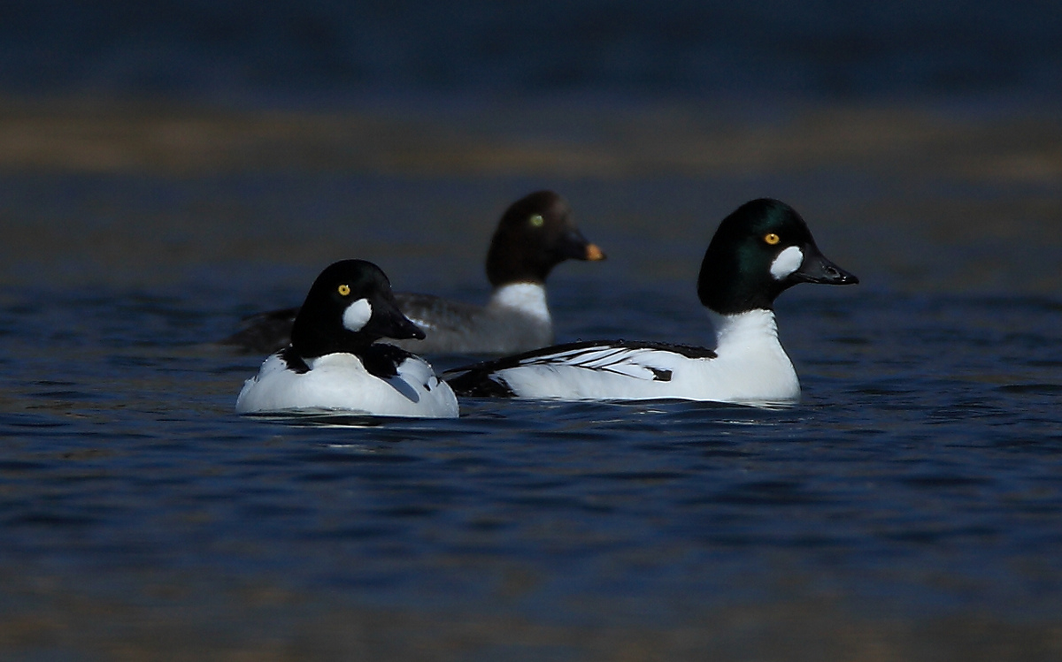 (鹊鸭) 北京沙河---鹊鸭 - 水鸟版 鸟网