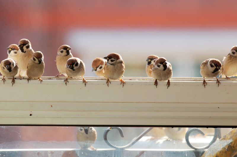 我家养的一群麻雀