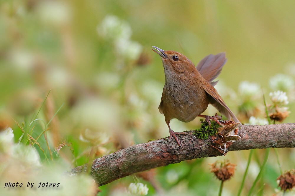 (白耳奇鹛)台湾特有种鸟集