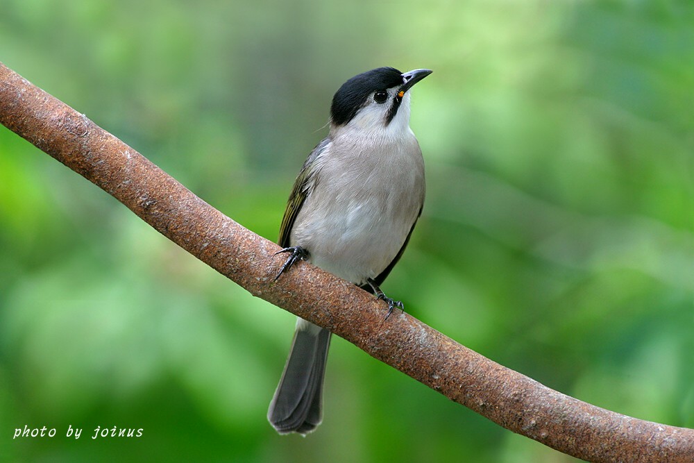 (白耳奇鹛)台湾特有种鸟集
