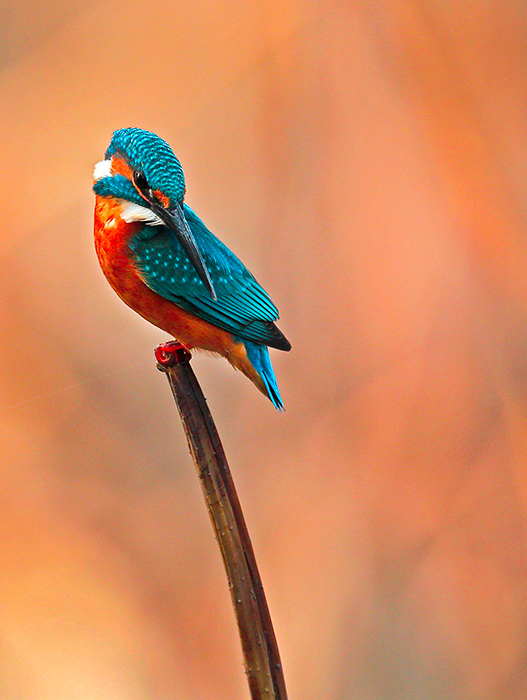 较为高清的初冬翠鸟