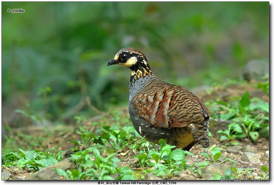 (台湾山鹧鸪)深山竹鸡 taiwan hill partridge
