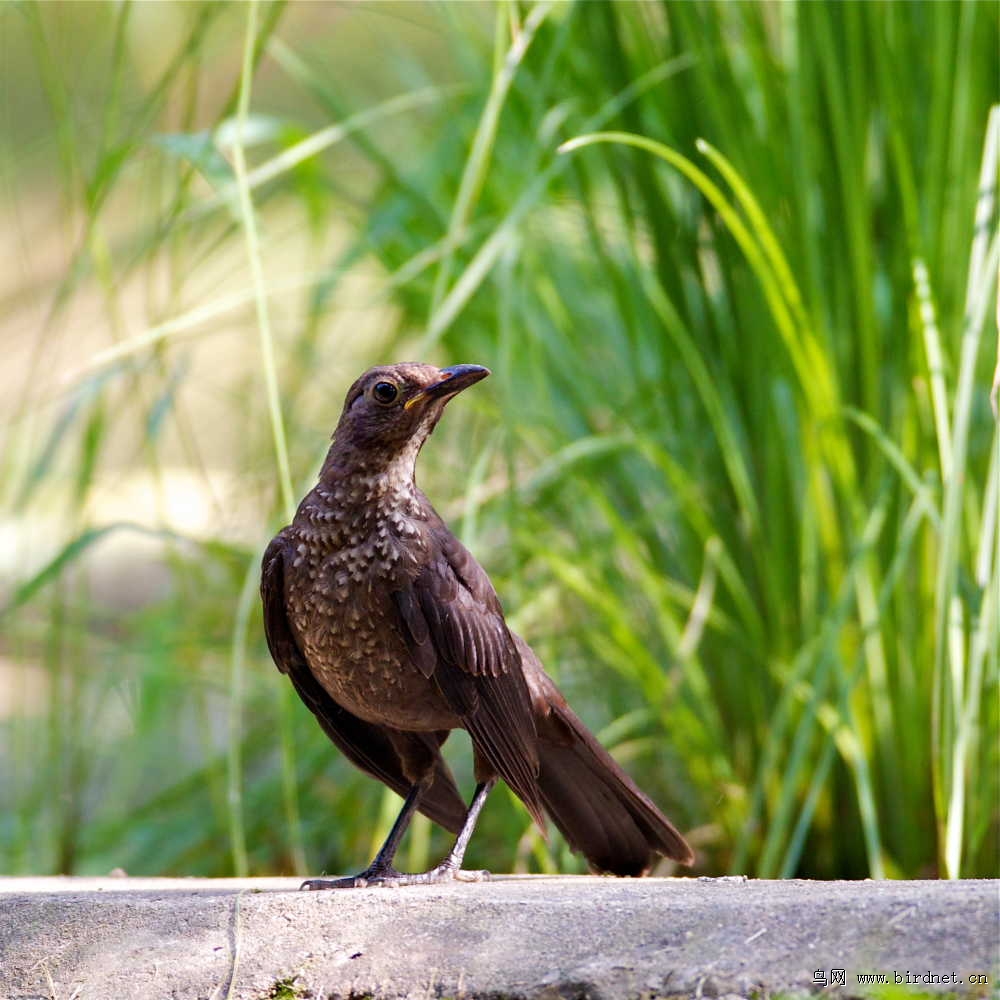 我看就是只"乌鸫雌"