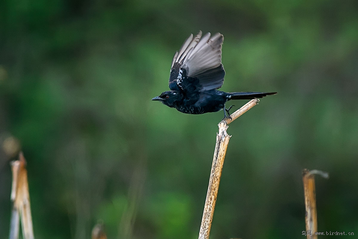 叉尾卷尾 fork-tailed drongo - 海外版 overseas 鸟网