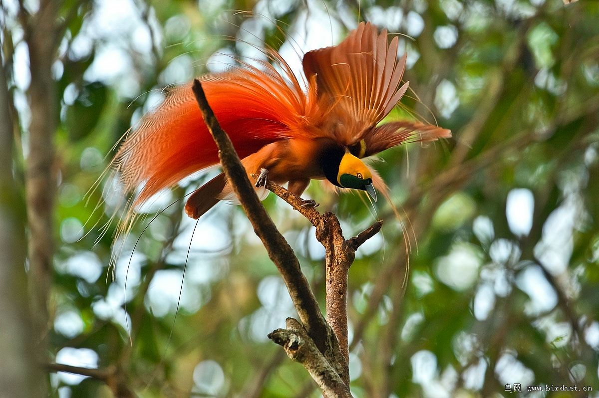 (级极乐鸟)再发极乐鸟