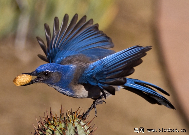 western scrub jay