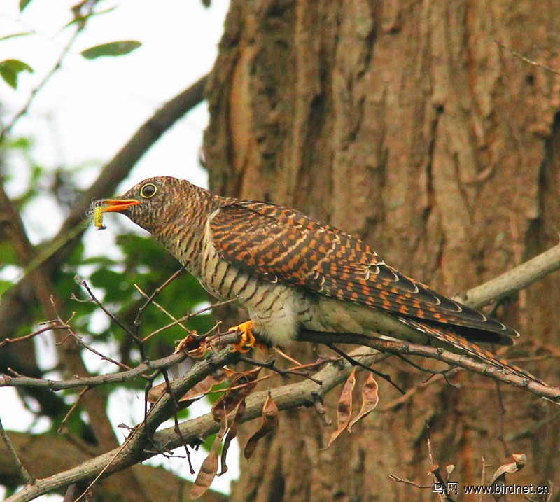 杜鹃捕虫 - 陕西版 shanxi 鸟网