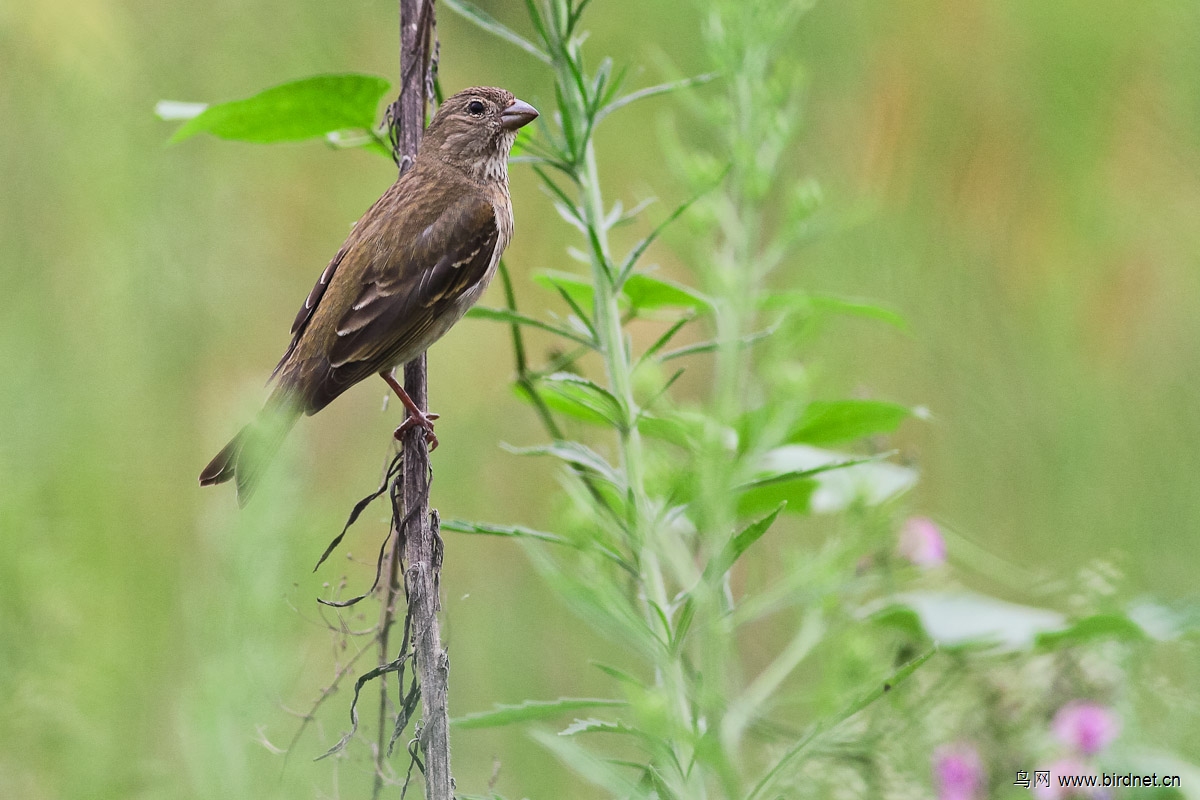 普通朱雀 亚成鸟