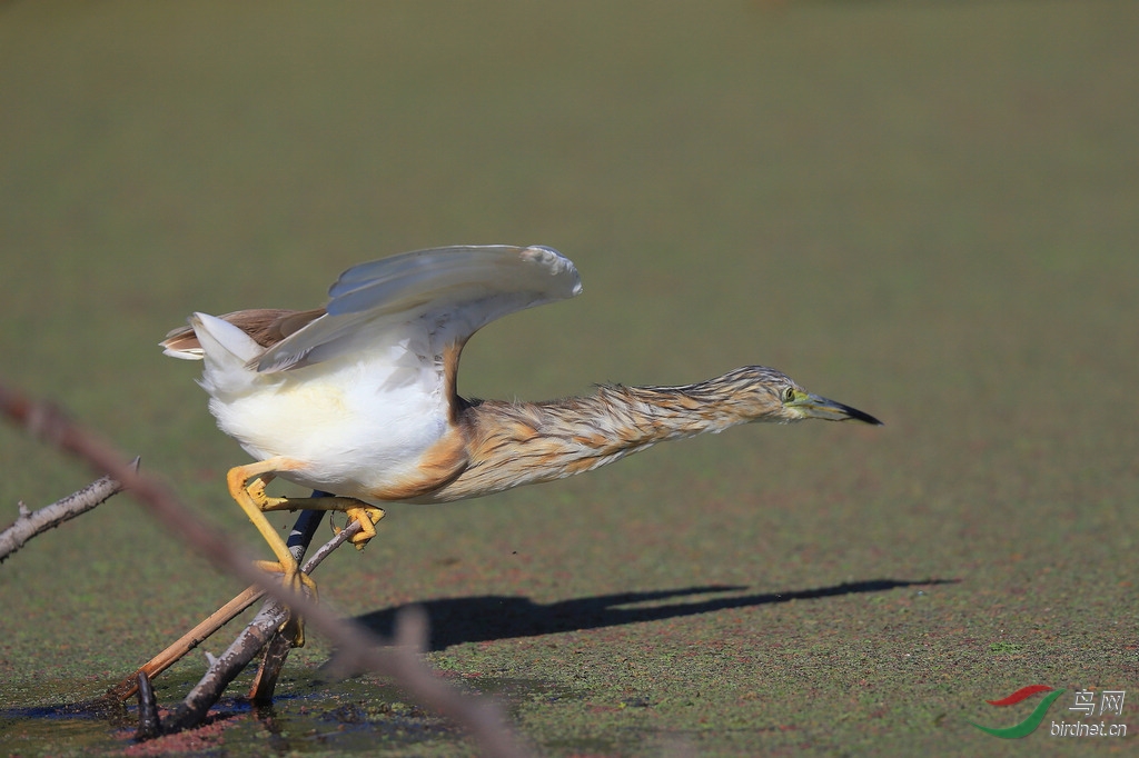 (红瘤白骨顶)南非摄鸟