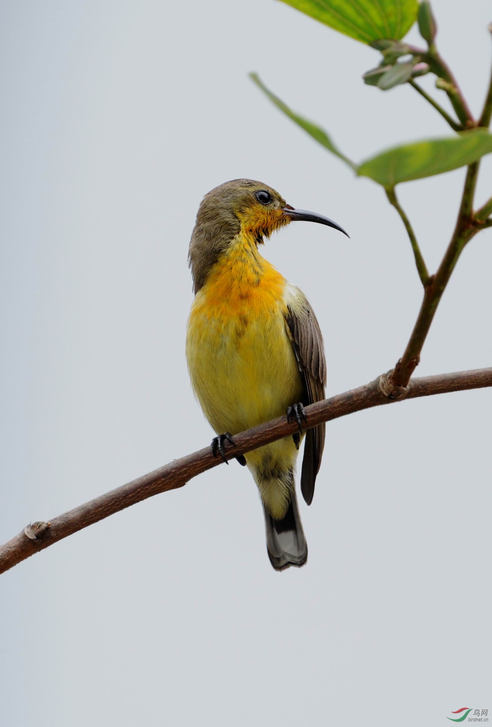"蝶恋花"----黄腹花蜜鸟(雌)