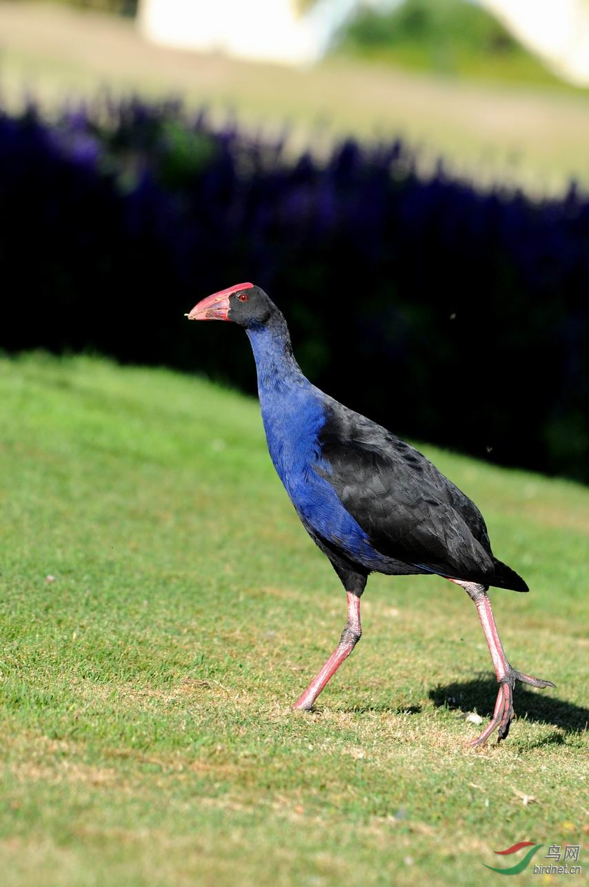 新西兰拍鸟__短翅紫水鸡(2)