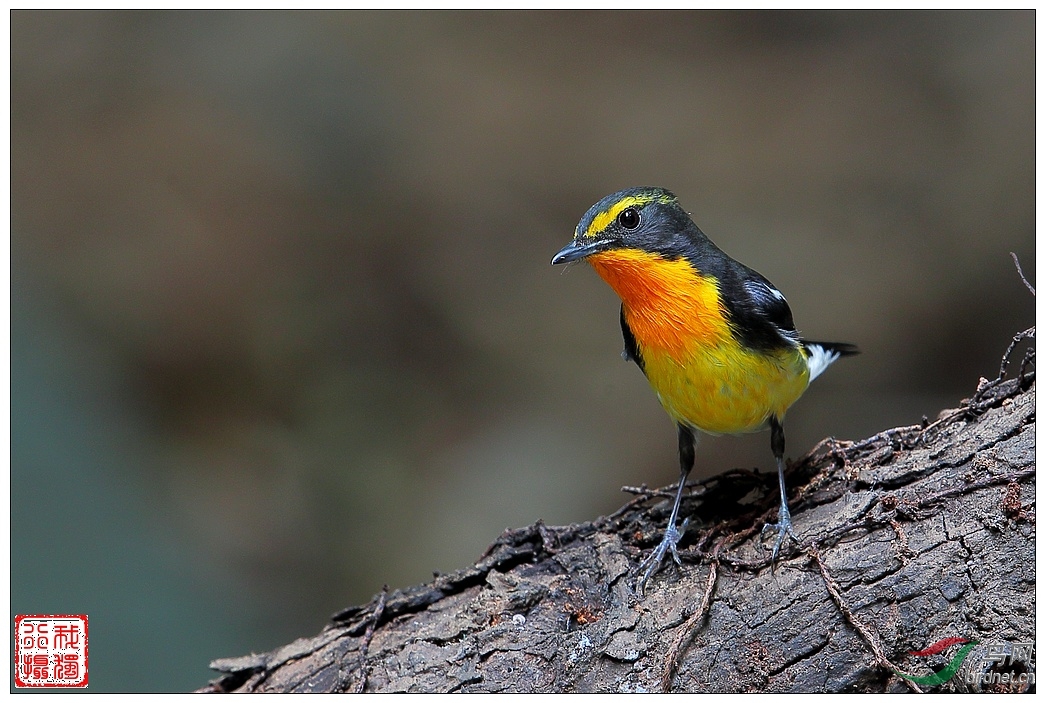黄眉姬鹟(雄鸟)