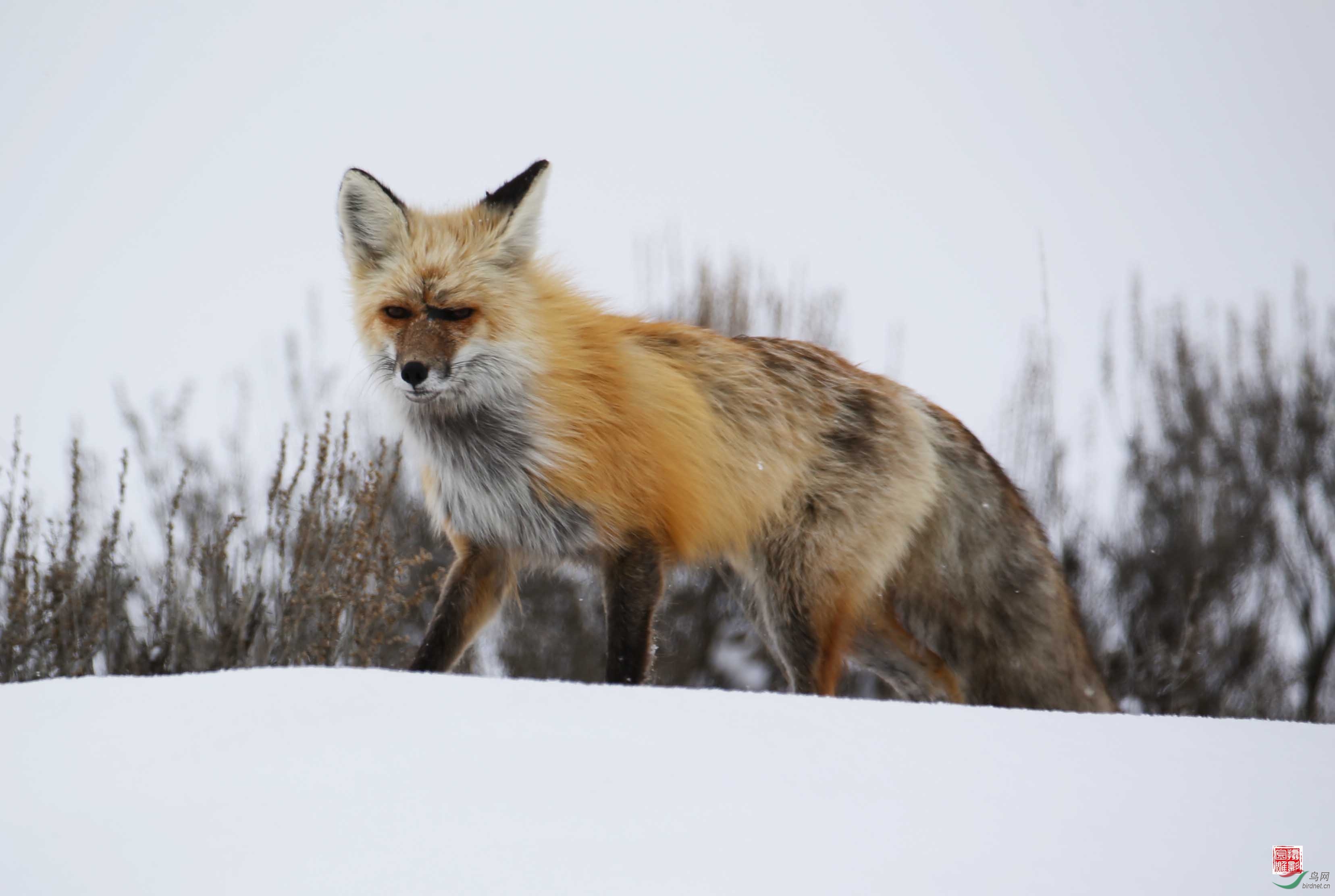 美国黄石国家公园拍摄到狐狸扑捉田鼠精彩瞬间