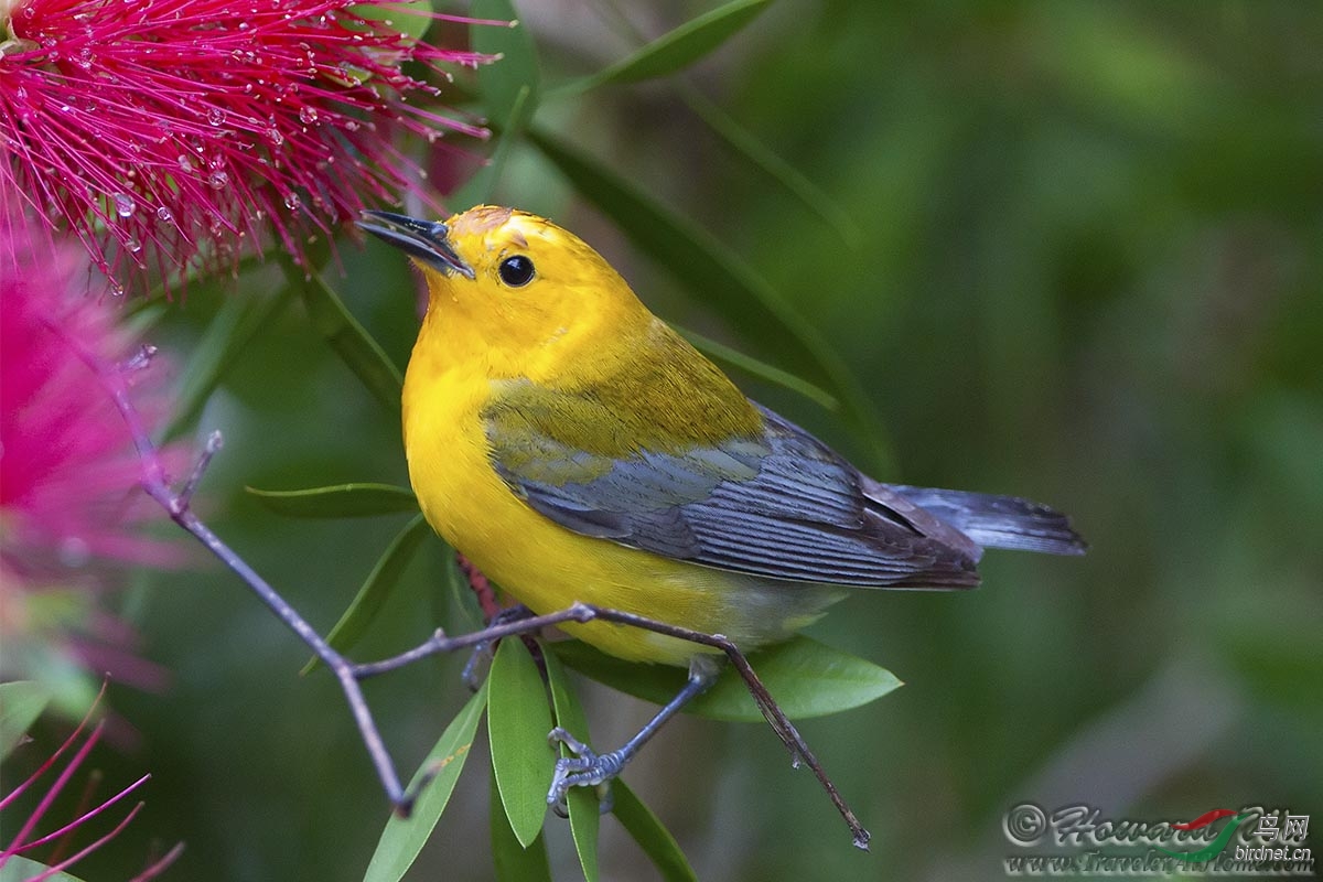 最近拍得北美林莺