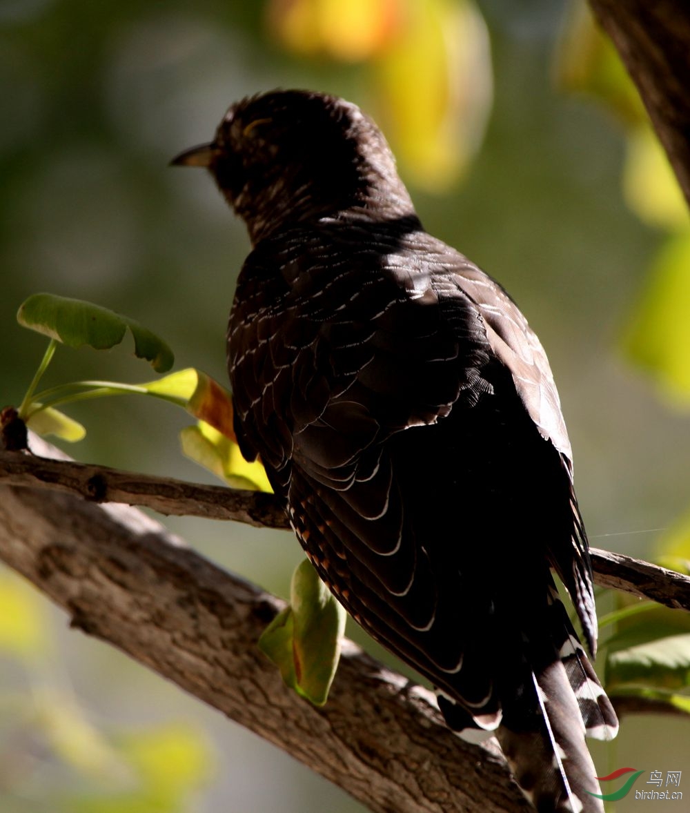 小区来了杜鹃 - 林鸟版 鸟网