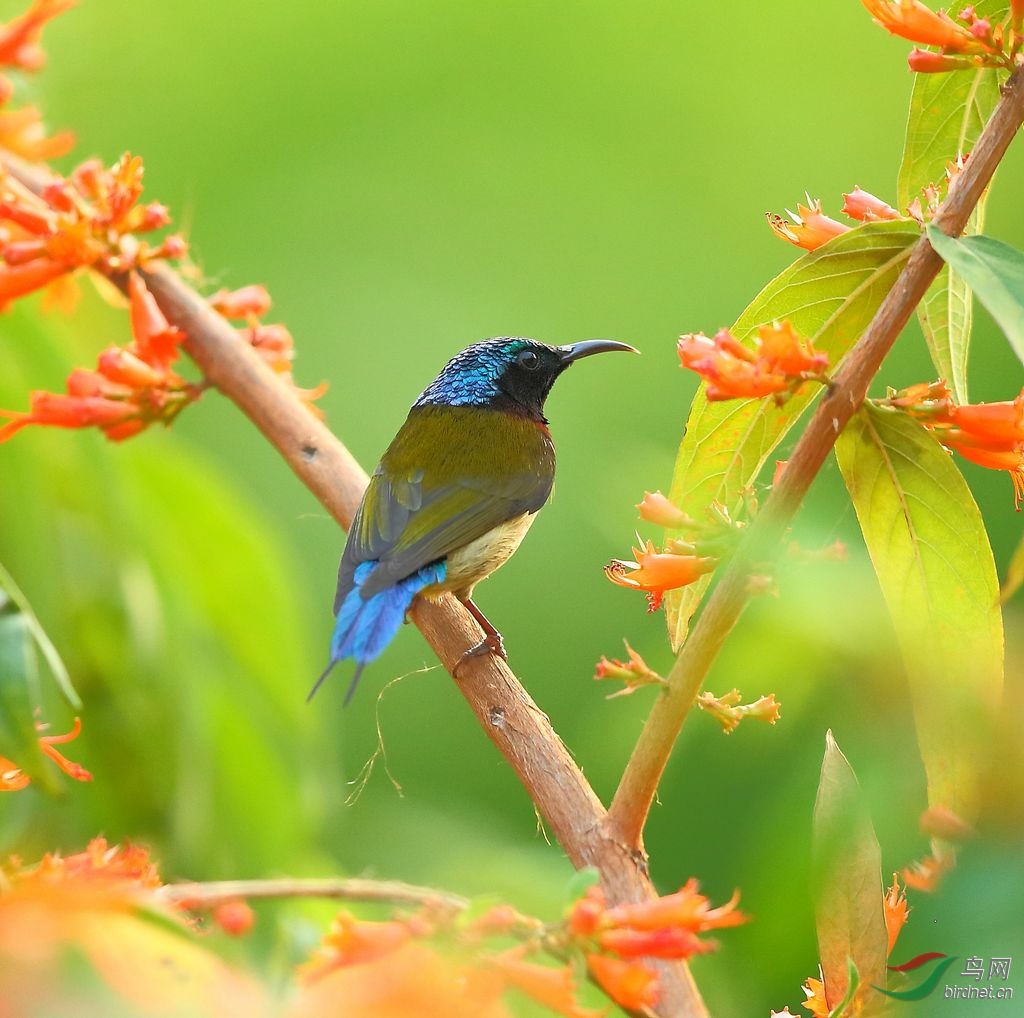 双尾太阳鸟与绣眼