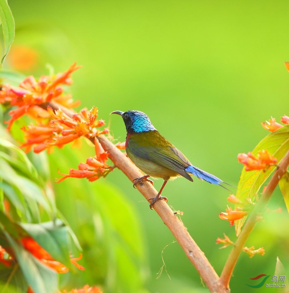 双尾太阳鸟与绣眼