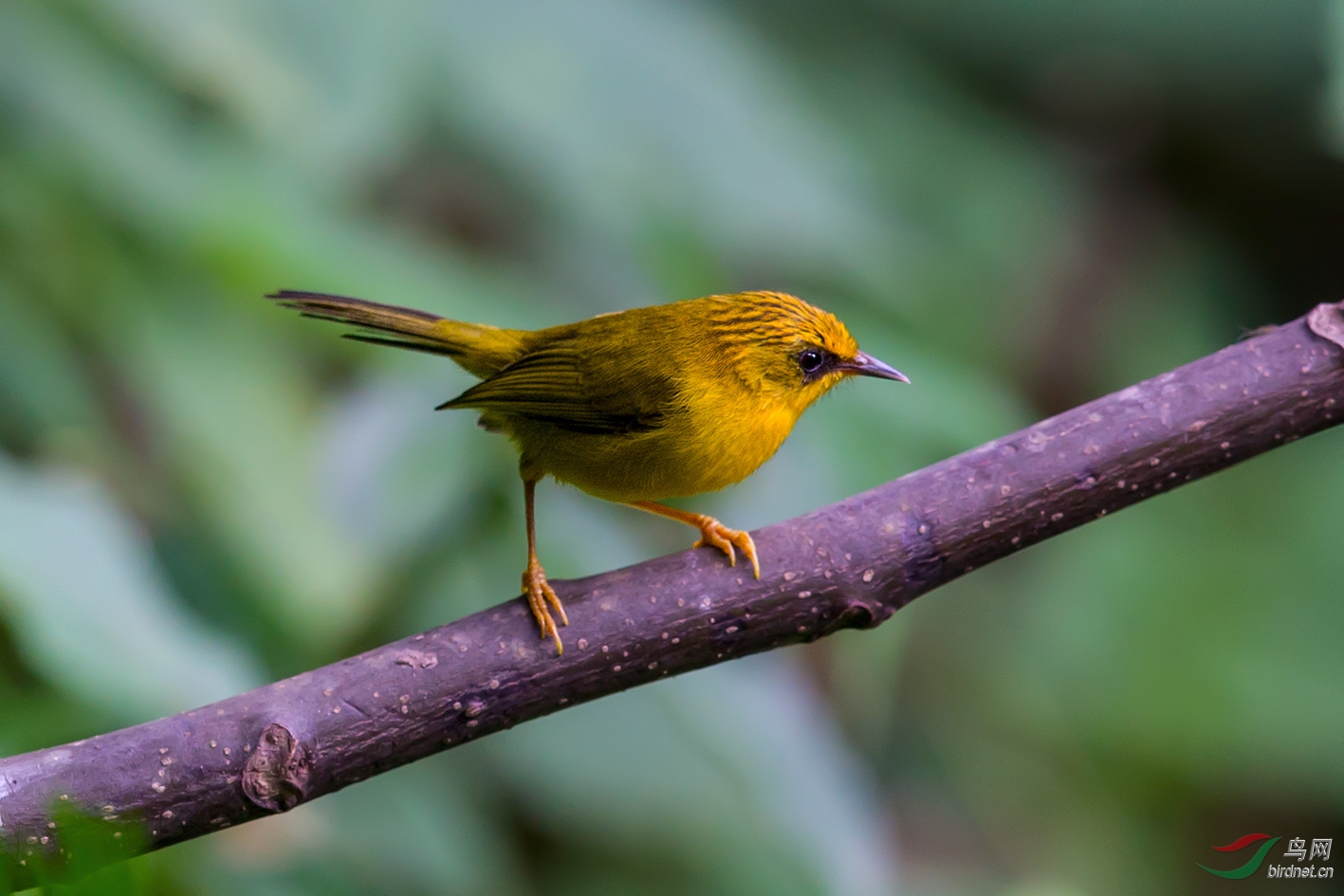 金头穗鹛迎新年