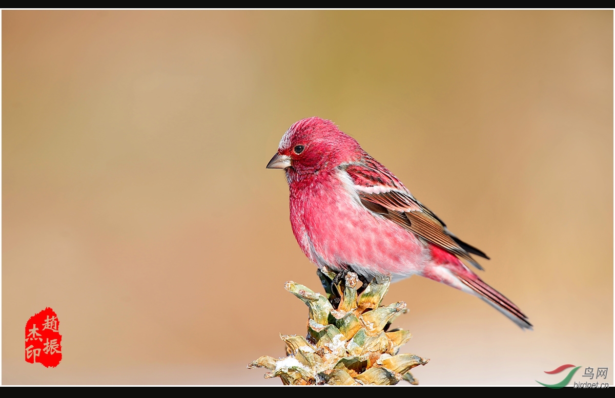北朱雀(1图获鸟网首页精华图片)