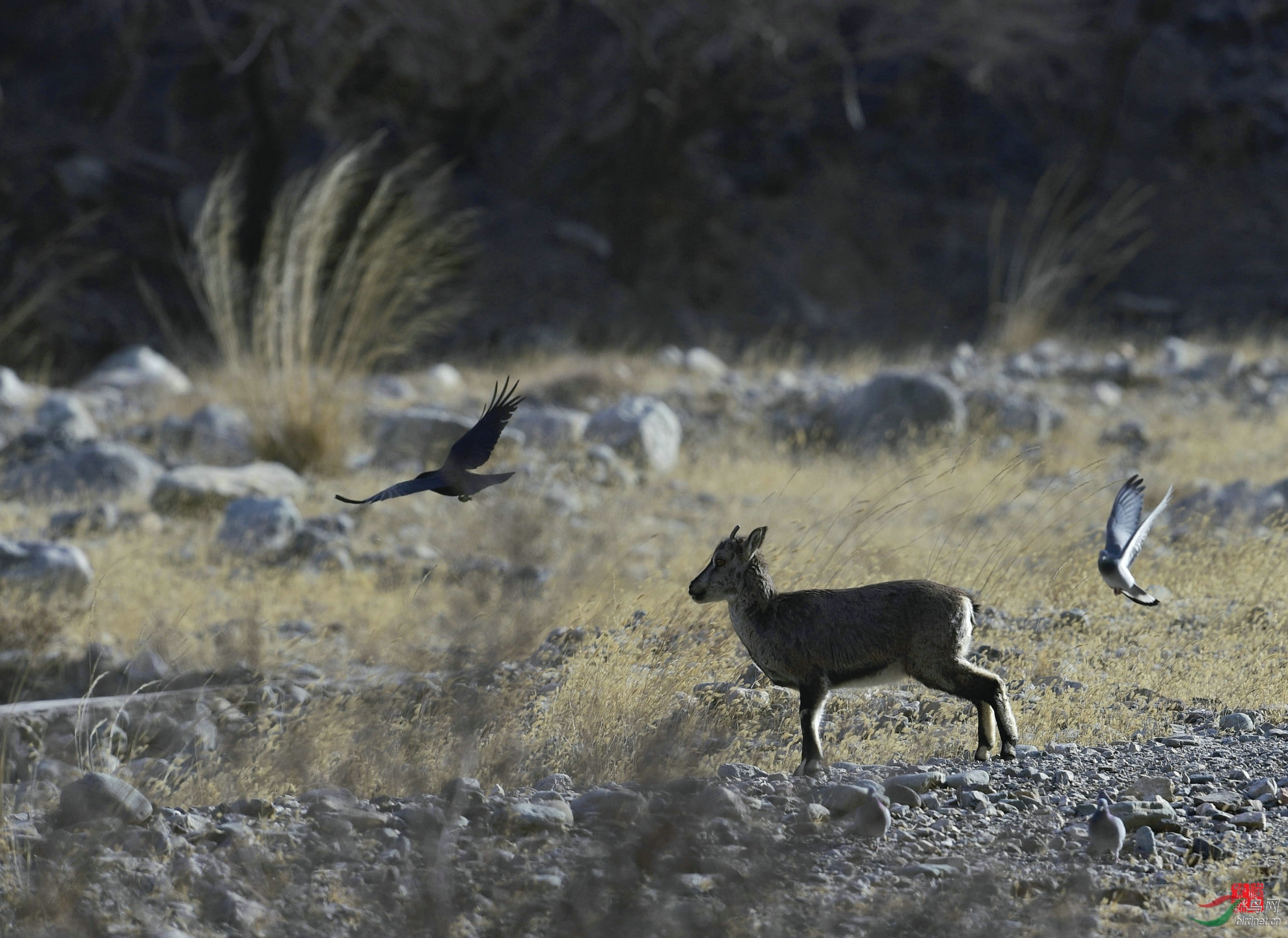 贺兰山岩羊 - 野生动物版 鸟网