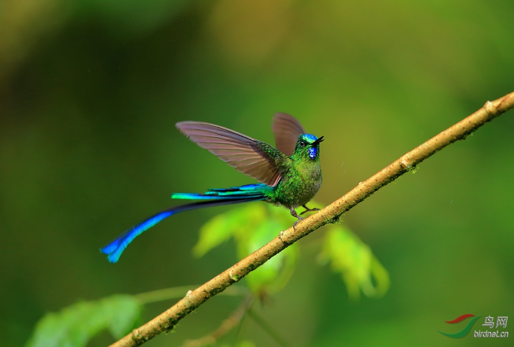 长尾蜂鸟long-tailed sylph.jpg