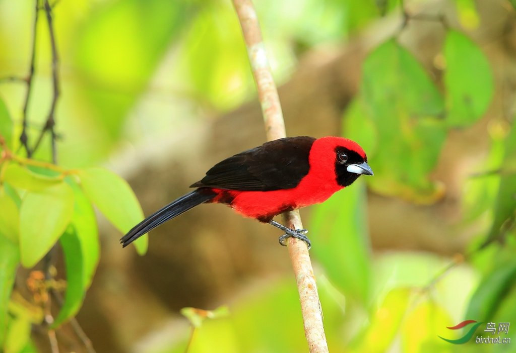绯红厚嘴唐纳雀masked crimson tanager.jpg