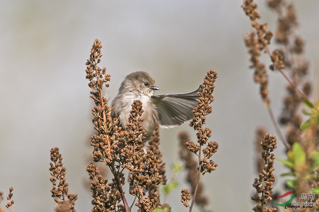 枝头舞者----丛山雀