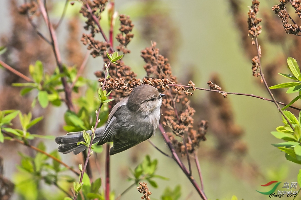 枝头舞者----丛山雀