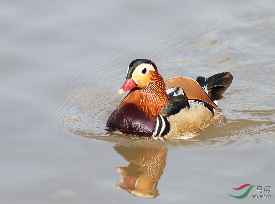今天下午牡丹江中近拍鸳鸯公