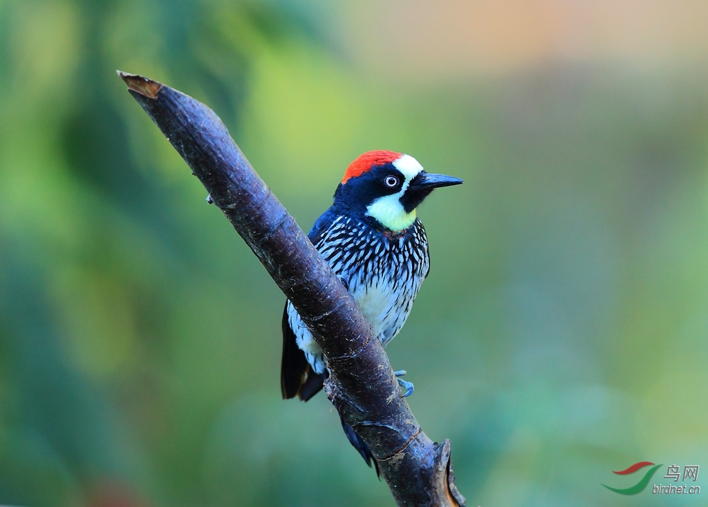 橡树啄木鸟acorn woodpecker.jpg