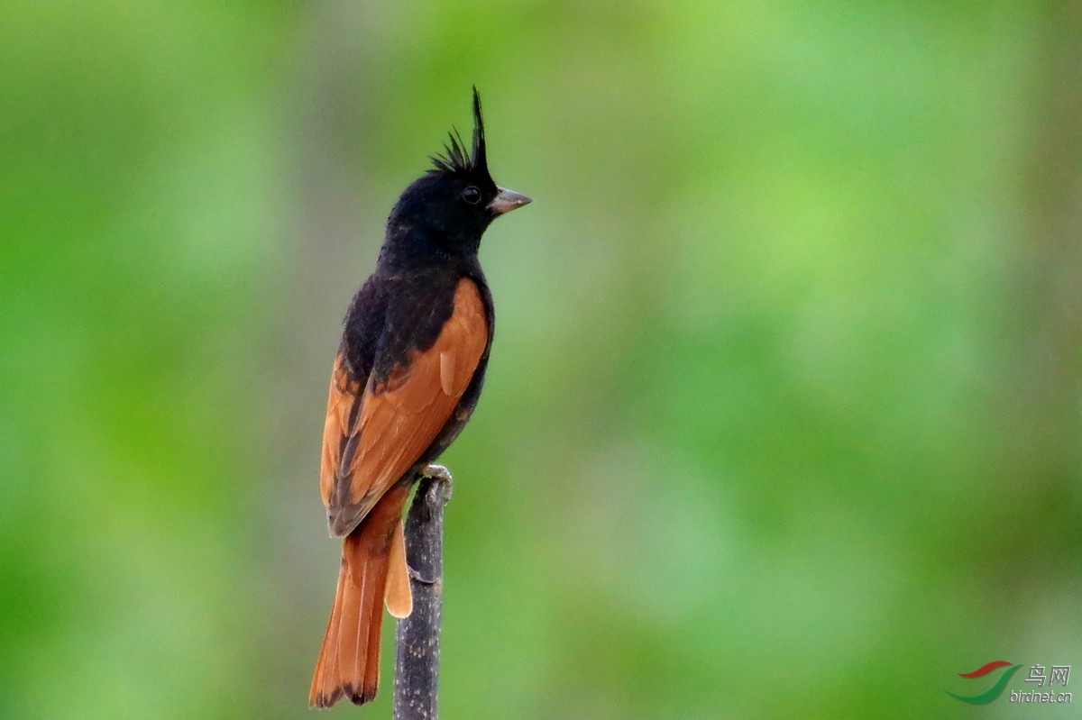 凤头鹀 - 拍鸟之旅 鸟网