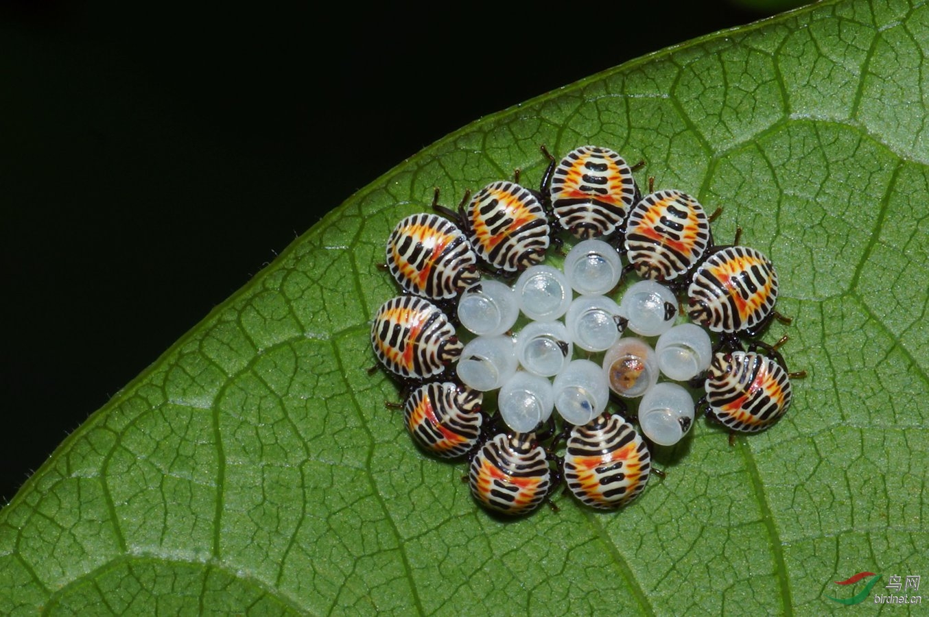可爱的小虫子 - 昆虫与微距 鸟网