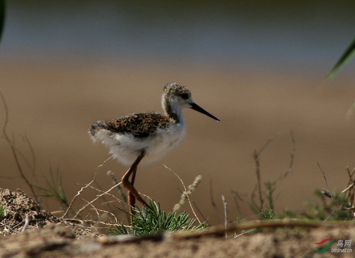 黑翅长脚鹬幼鸟