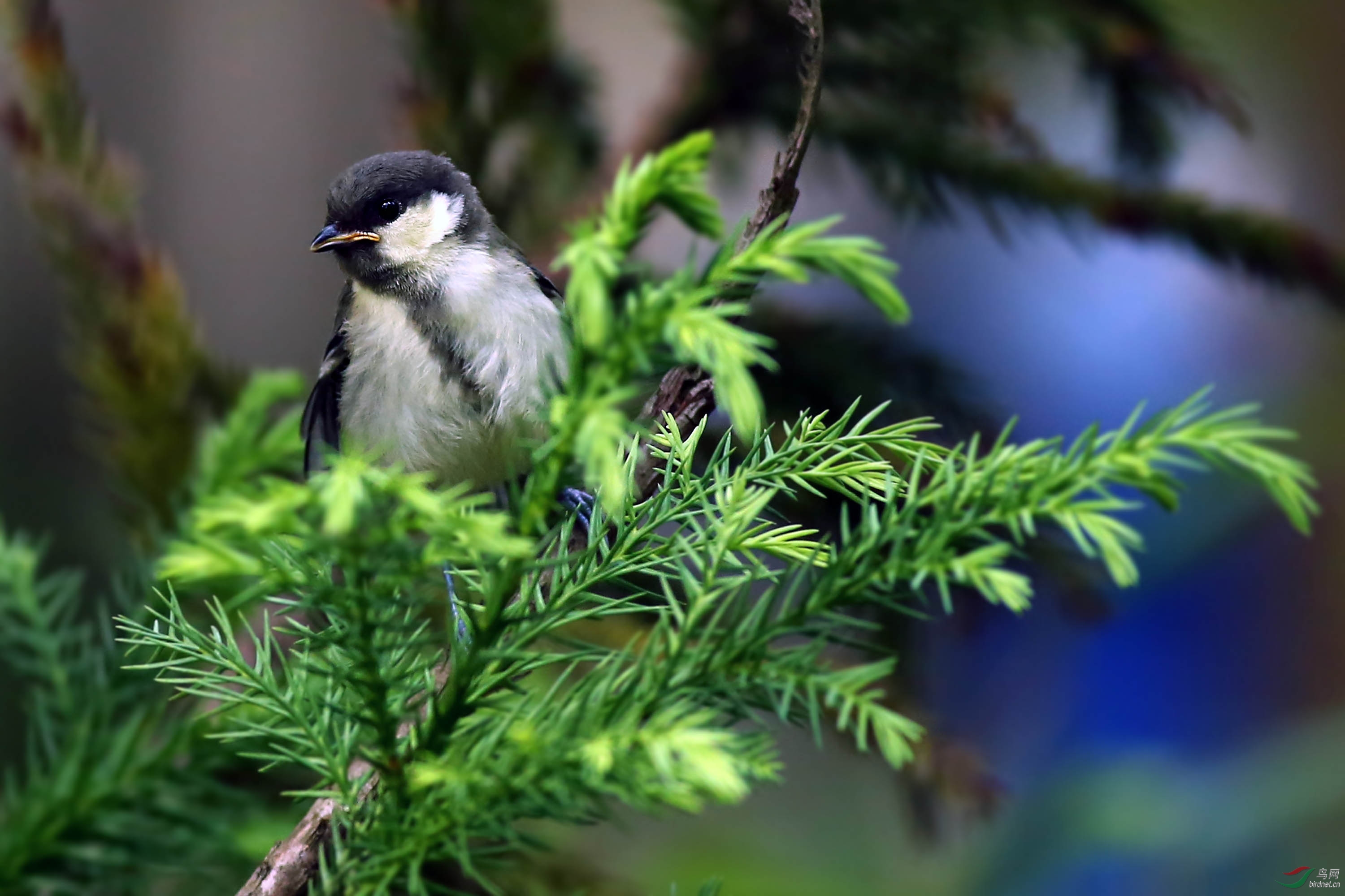 玩皮的绿背山雀幼鸟