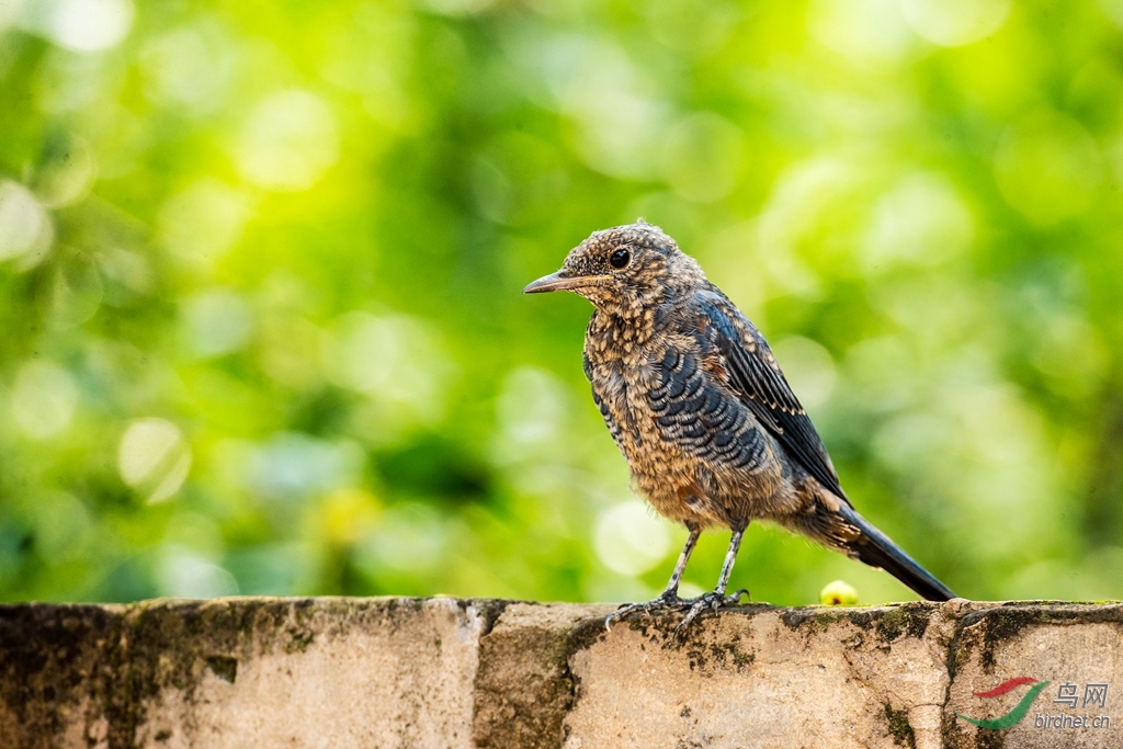 蓝矶鸫___幼鸟