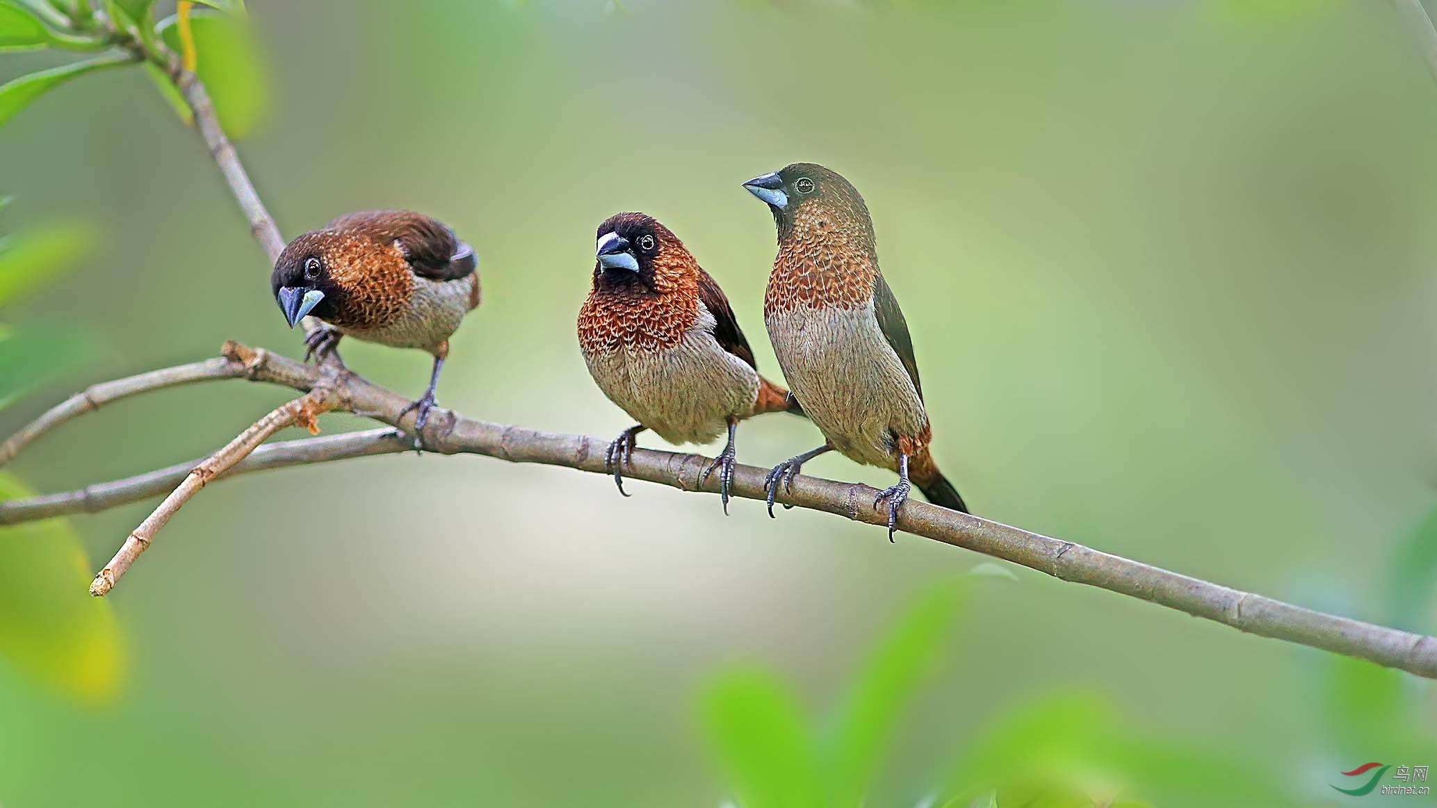 成都武候祠的白腰纹鸟