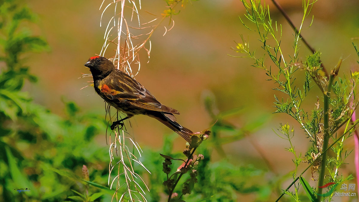 携金额丝雀祝重庆版的鸟友周末快乐