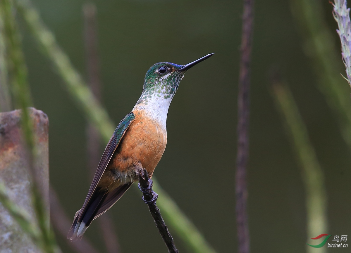 紫尾蜂鸟(aglaiocercus coelestis)雌雄 (2).jpg
