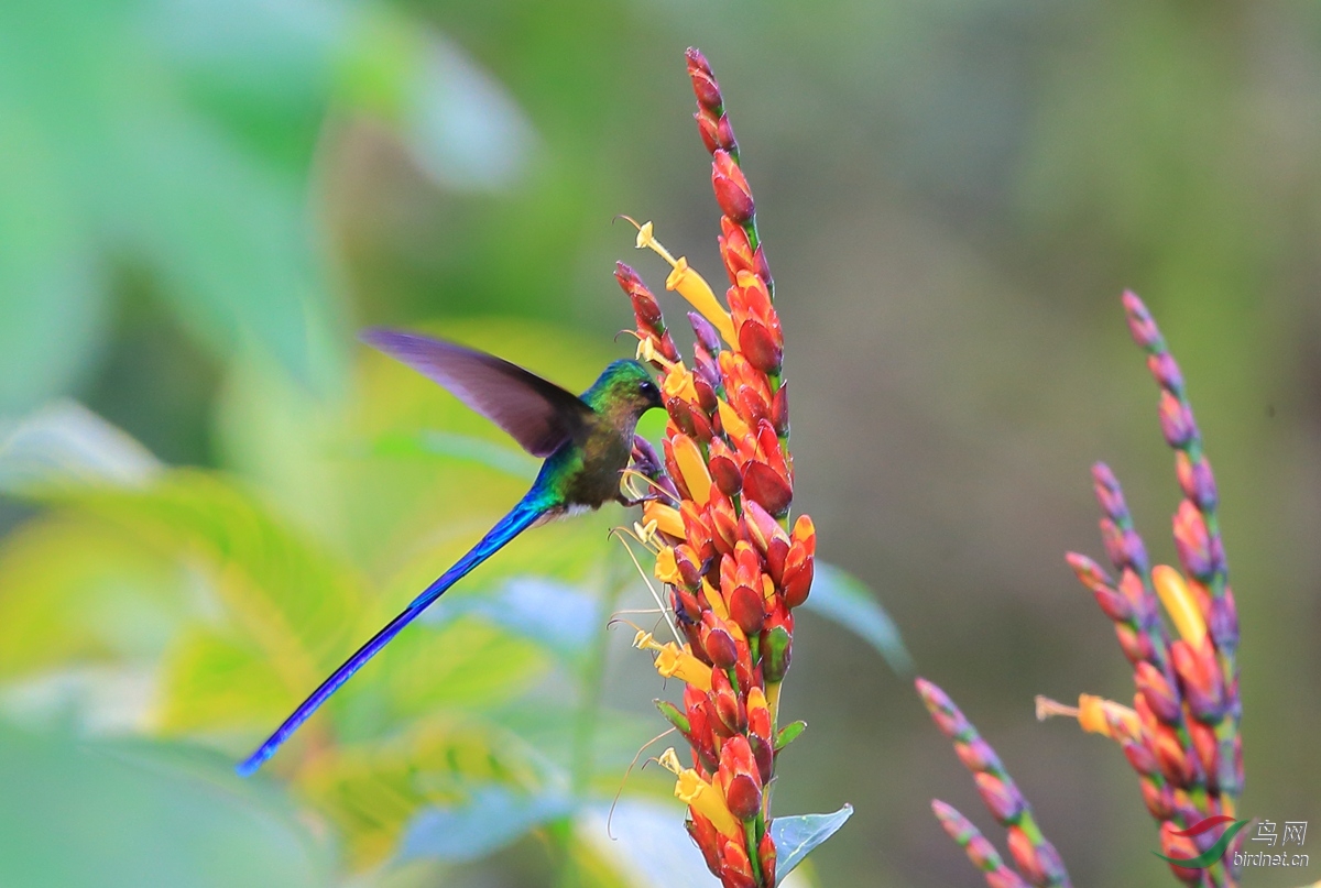 紫尾蜂鸟(aglaiocercus coelestis)雄 (1).jpg