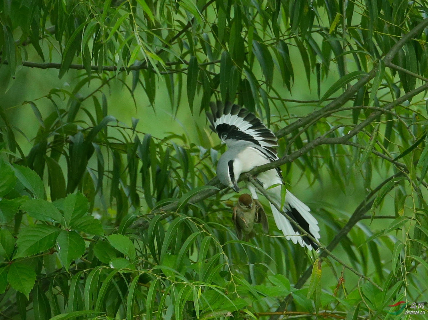 奇奇奇楔尾伯劳抓麻雀