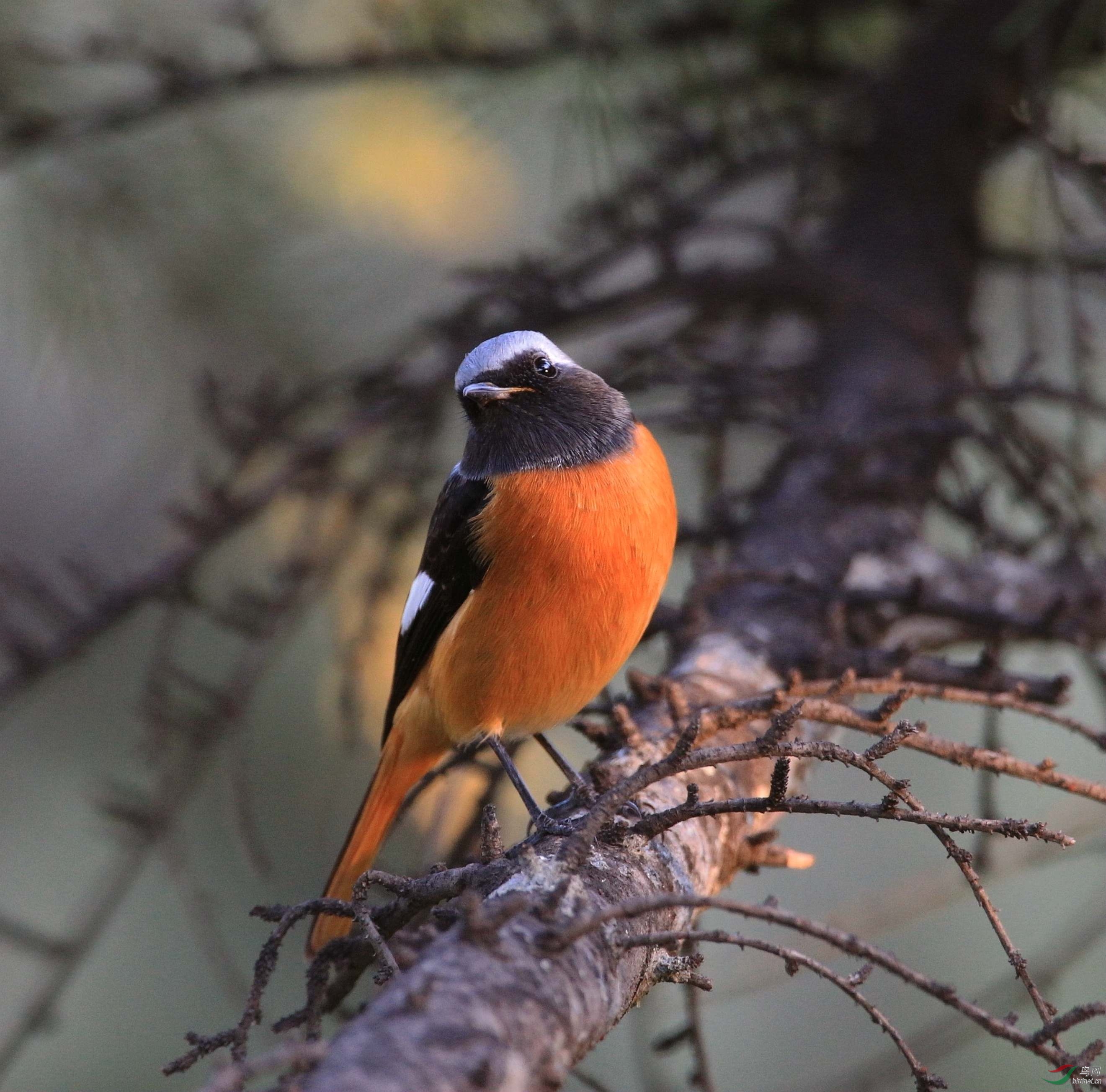 享受夕阳沐浴的北红尾鸲