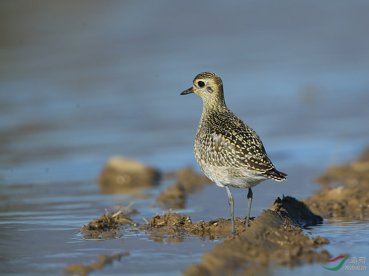北京野鸭湖的金斑鴴