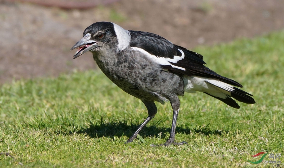 白脖乌鸦 - 河南版 henan 鸟网