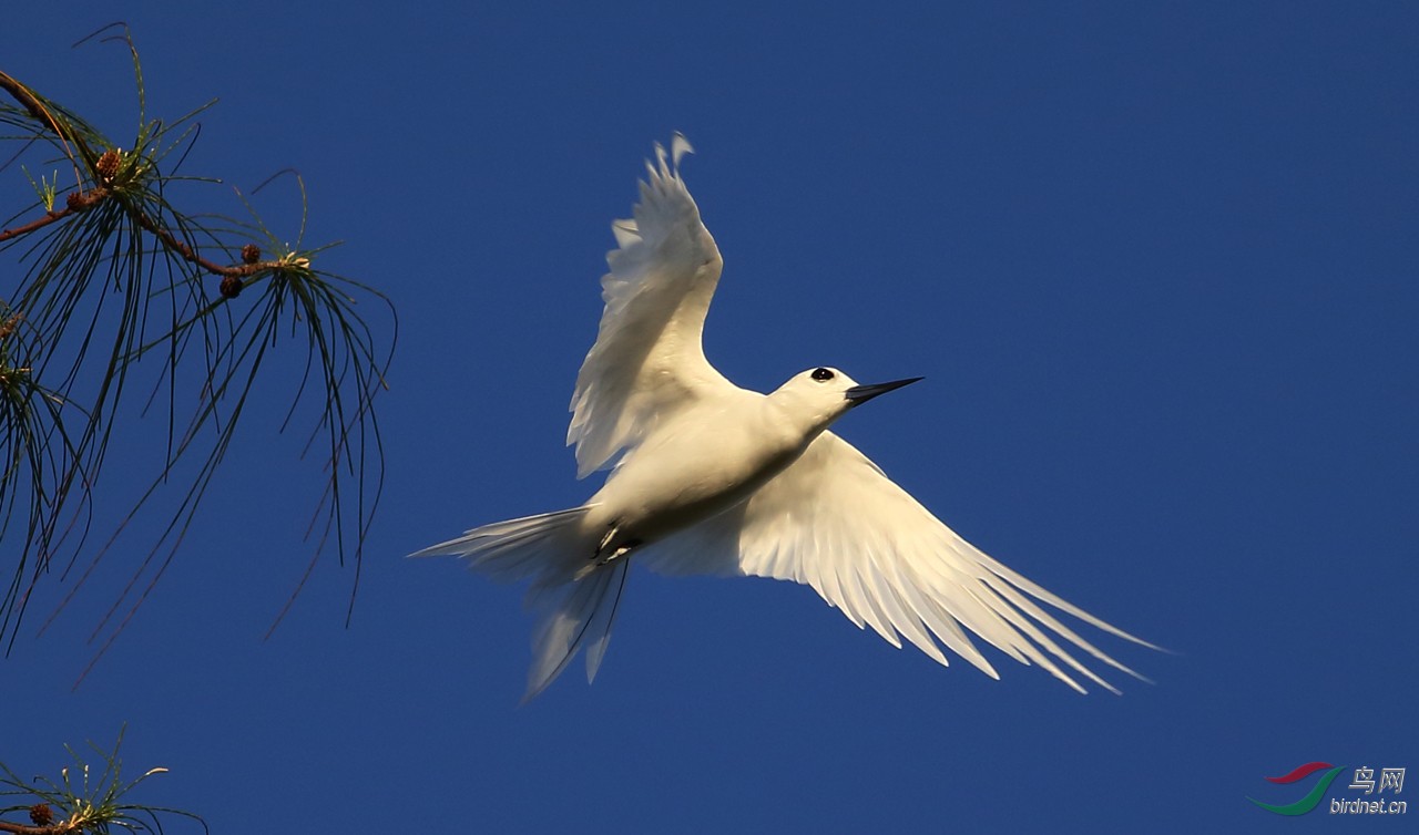 塞班岛上的白玄鸥(飞版) - 上海版 shanghai 鸟网