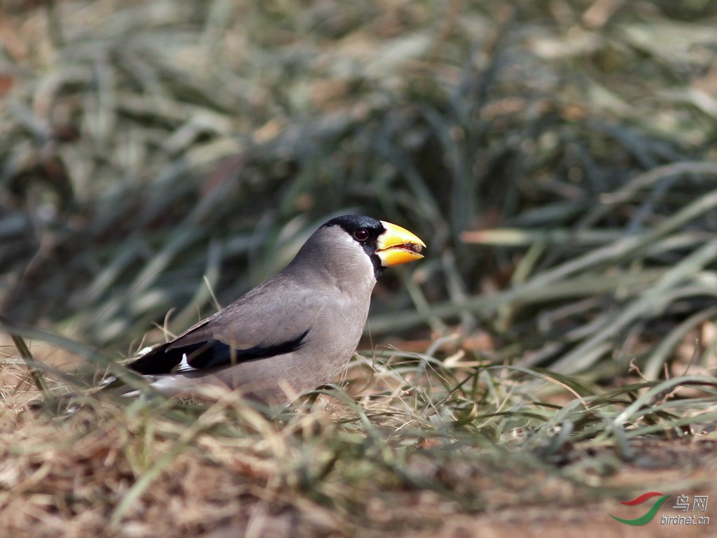 一组黑头蜡嘴雀
