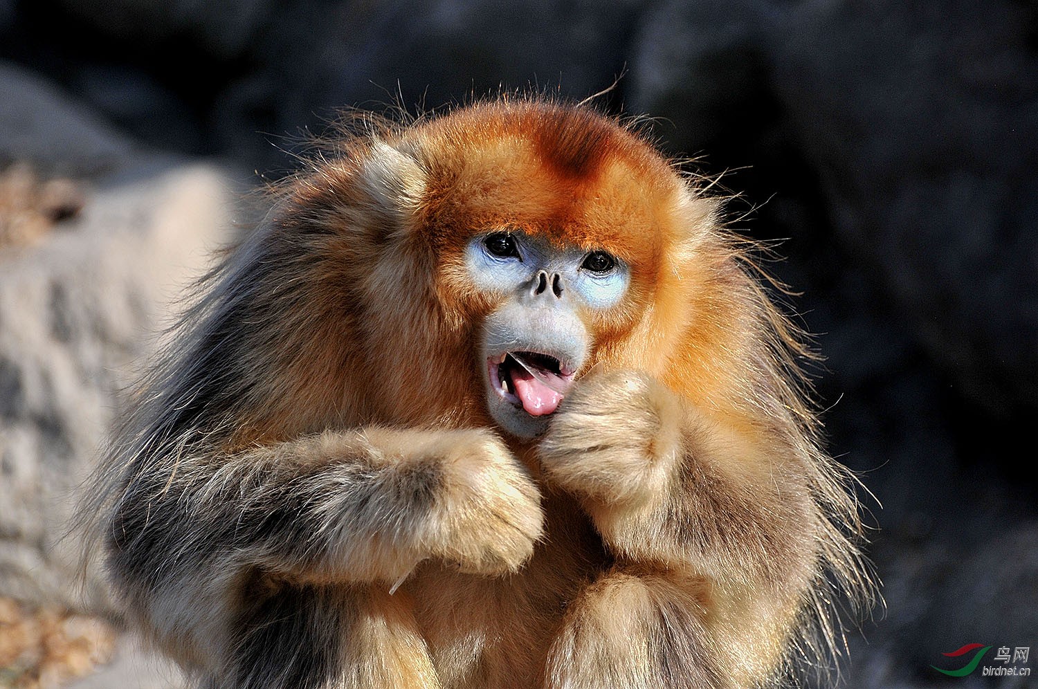 金猴祝福野生动物版----野生川金丝猴