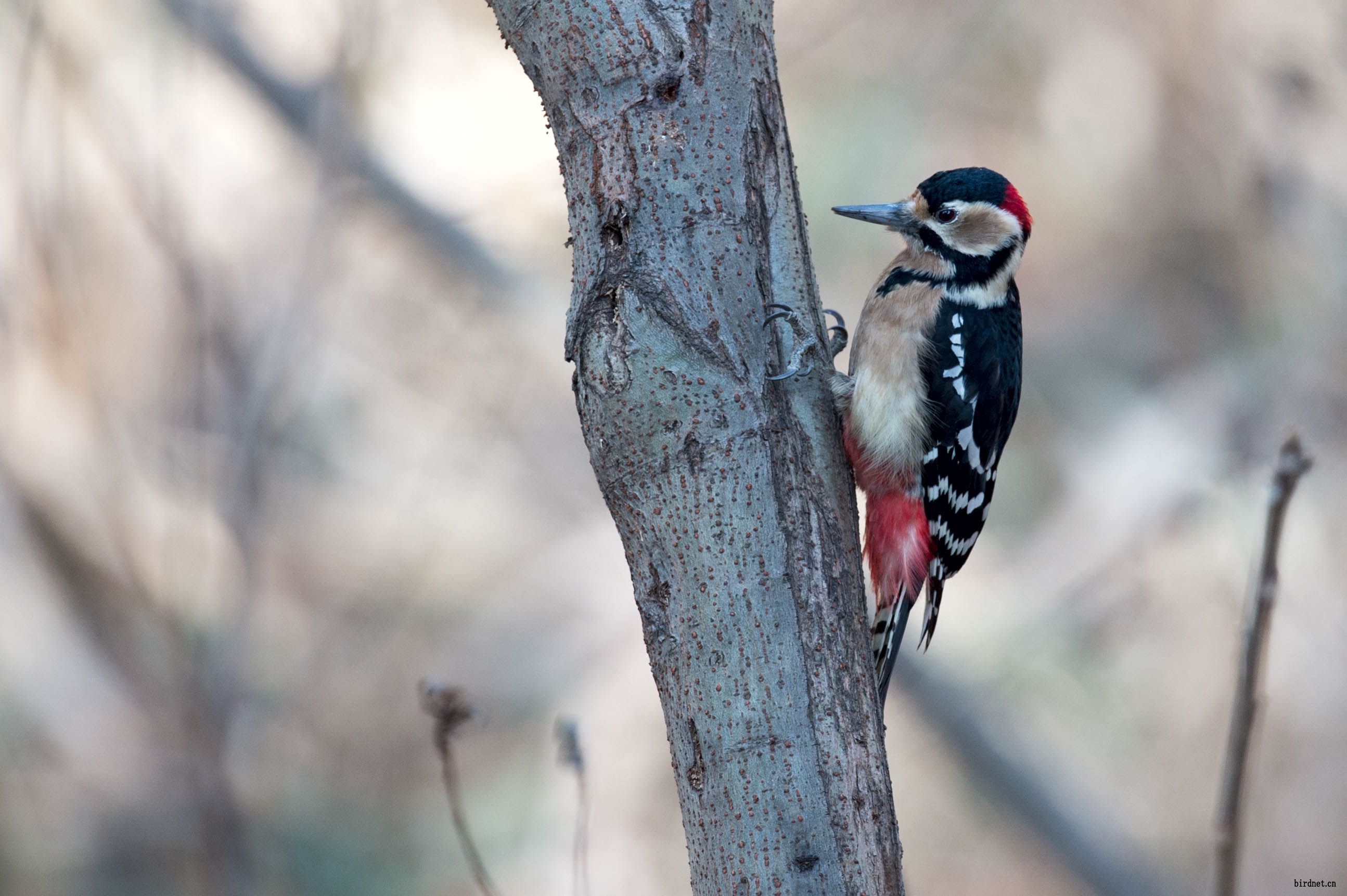 大斑啄木鸟雄鸟