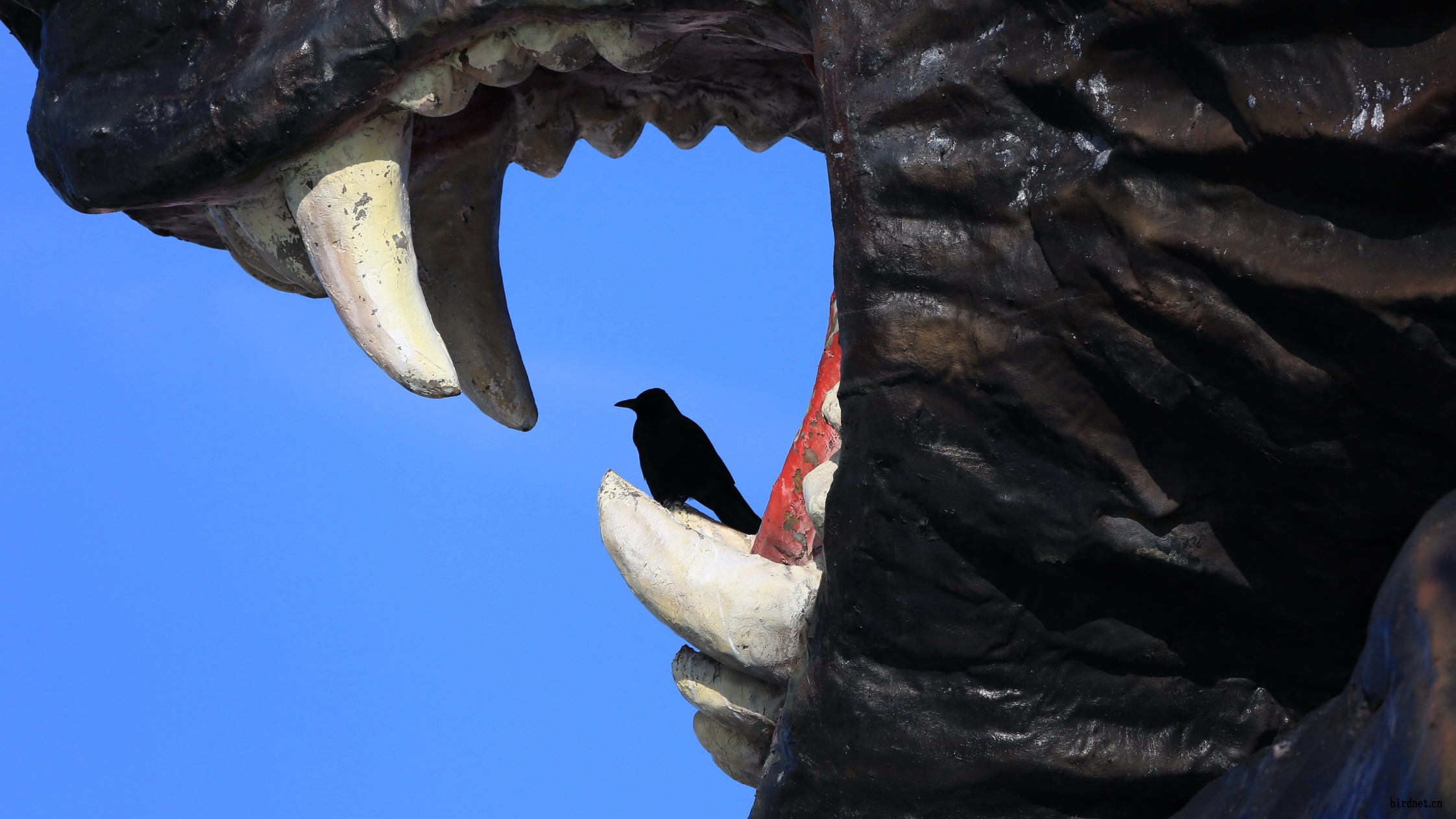 北海道拍的大嘴乌鸦